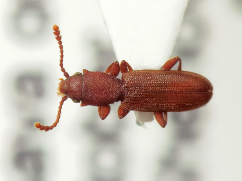 Silvanus unidentatus (A. G. Olivier, 1790)